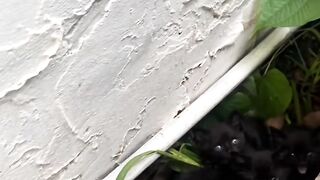Cat Trying to Drink from a Straw! 29