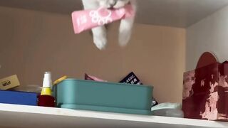 Cat Walking Like a Human! Two Legs! 15