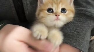 Cat Hiding in a Grocery Bag! Surprise! 15
