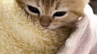 Cat Watching Horror Movie! Scared Reaction! 15