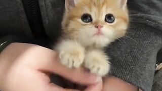 Cat Trying to Catch the Printer Paper! 16