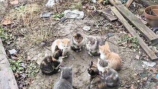 Cat Smiling for the Camera! 📸 16