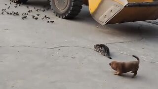 Cat Sliding into a Box like a Boss! 15
