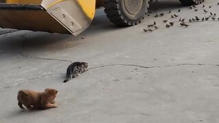 Cat Refusing to Wake Up! Heavy Sleeper! 15