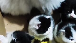 Cat Meowing at the Shower Water! 16