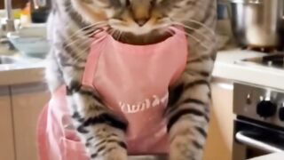 Cat Getting a Brain Freeze! 😂 16
