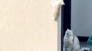 Cat Doing a Perfect Backflip! 14