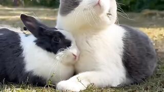 The Most Talkative Cat Ever! 🗣️ 16