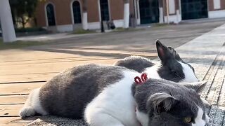 Cat Tries to Catch Fish on TV! 15
