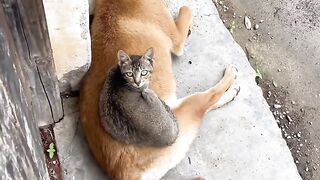 Clumsy Cat Falls off the Bed! 16