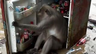 Monkey Chill