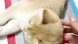 Fierce Cat Protects House from a Bug! 15