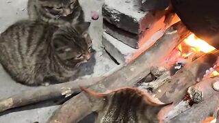Cat Sings a Duet with Owner! 15