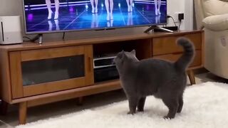 The Fluffiest Cat on the Internet! 15
