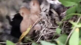 Cat Brings a Live Frog into the House! 13