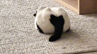 Cat Enjoying a Spa Day! 💆‍♂️ 12