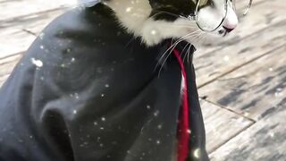 Cat Doing a Perfect Parkour Jump! 15