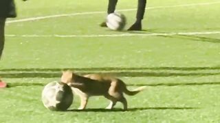 Cat Reacts to a Fake Snake! 😂 16
