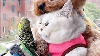 Cat Refuses to Take a Bath! 14