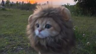Cat Chattering at a Squirrel! 15