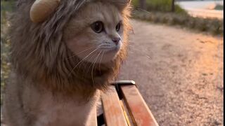 Cat Sneezing Fit in Slow Motion! 14