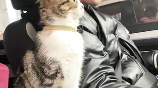 Cat Tries to Catch a Laser Pointer! 15