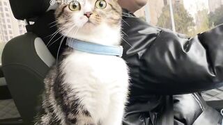 Cat Sitting Like a Human! 14