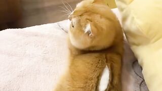 Cat Begging for Ice Cream! 🍦 14