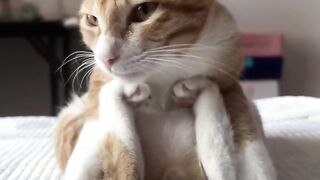 Cat Knocking a Glass off the Table! 14