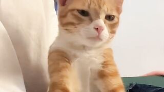 Kitten Learning to Pounce! 16