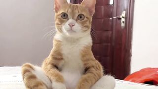 Cat Tangled in the Window Blinds! 15