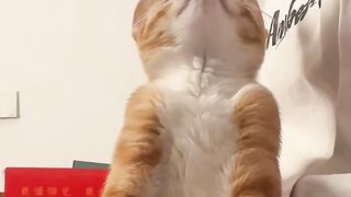 Cat Steals a Slice of Pizza! 🍕 14