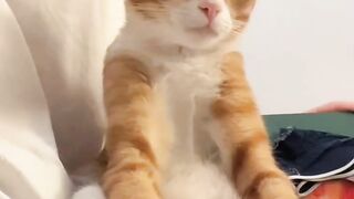 Cat Fighting its Own Shadow! 13