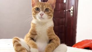 Cat Wakes up Confused! 15