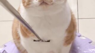 Cat Tries to Walk on Ice! 15