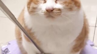 Cat Bringing a Toy to Bed! 14