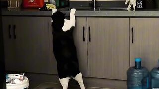 Cat Refuses to Walk on a Leash! 17