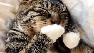 Cat Trying to Catch Snowflakes! ❄️ 30
