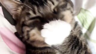 Cat Stealing Owner's Socks! 14