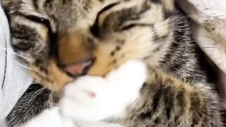 Cat Smelling a Lemon! 😂 14