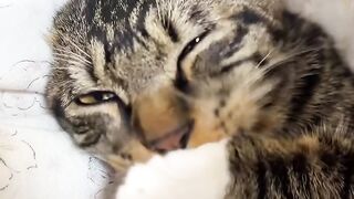 Cat Hugging its Best Friend! 14