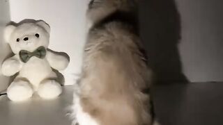 Cat Discovers the Ceiling Fan! 14