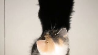 Cat Trying to Drink from a Straw! 30