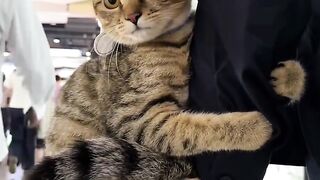 Kitten's First Time Trying Wet Food! 15