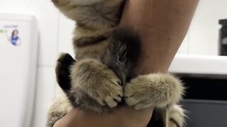 Cat Attacking the Broom! 14