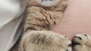 Cat Begging for a Piece of Ham! 15