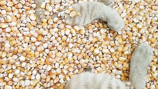 Cat Sliding on the Hardwood Floor! 13