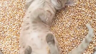 Cat Meowing "No" to the Vet! 14