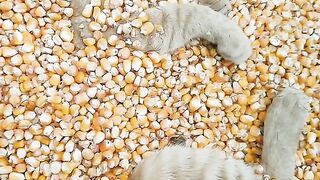 Cat Carrying a Giant Teddy Bear! 13