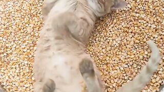 Cat Jumping into a Pile of Leaves! 14